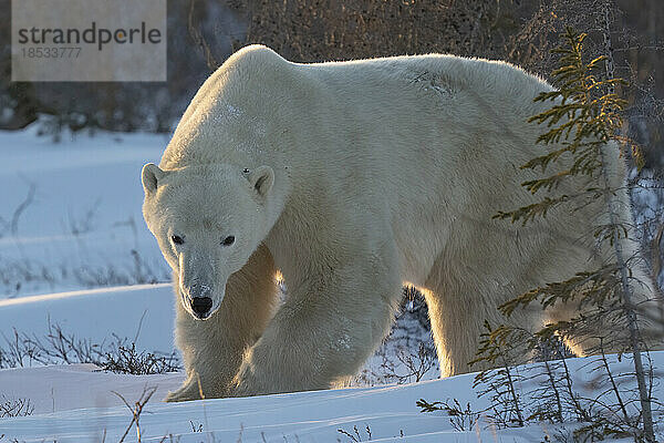 Eisbär (Ursus maritimus) spaziert im Schnee im Sonnenlicht an den Ufern der Hudson Bay; Churchill  Manitoba  Kanada