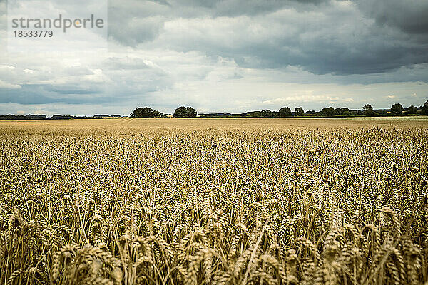 Landschaftliche Ansicht von goldenem Getreide  Weizenfelder um Rockbourne  nahe Salisbury  unter einem stürmischen  grauen Himmel; Wiltshire  England