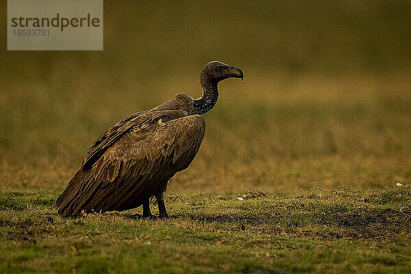 Weißrückengeier (Gyps africanus) auf kurzem Gras im Profil im Chobe National Park; Chobe  Botswana