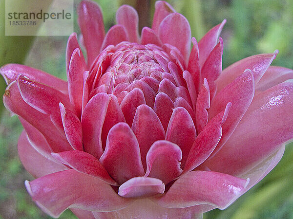 Nahaufnahme einer schönen rosa Blume; Union der Komoren