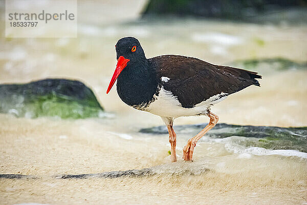 Amerikanischer Austernfischer (Haematopus palliatus) bei der Jagd im seichten Wasser; Insel Espanola  Galapagos-Inseln  Ecuador