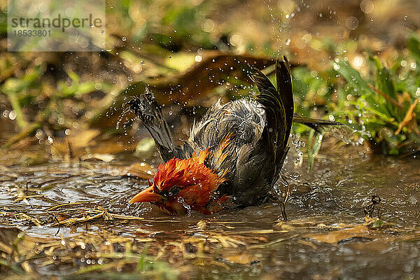 Rotkopfweber (Anaplectes rubriceps) nimmt ein Bad in einer grasbewachsenen Pfütze im Chobe-Nationalpark; Chobe  Botsuana