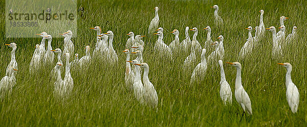 Großer Schwarm von Kuhreihern (Bubulcus ibis); Okavango-Delta  Botswana