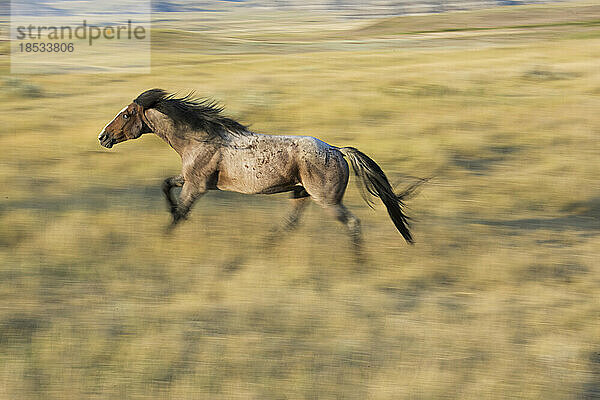 Mustang galoppiert im Theodore Roosevelt National Park  North Dakota  USA; North Dakota  Vereinigte Staaten von Amerika