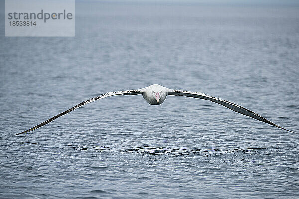 Wanderalbatros (Diomedea exulans)  auch bekannt als Schneealbatros oder Weißflügelalbatros  fliegt tief über dem Wasser in der Nähe von Kaikoura  Neuseeland; Südinsel  Neuseeland