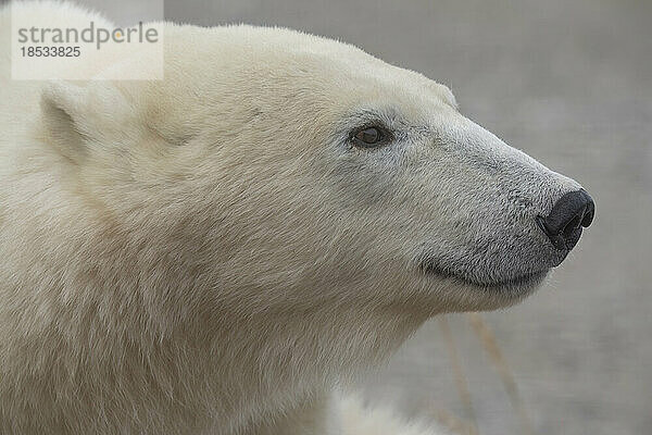 Nahaufnahme eines Eisbären (Ursus maritimus); Churchill  Manitoba  Kanada