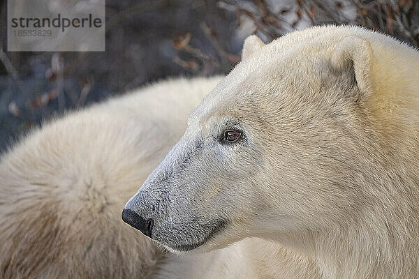 Nahaufnahme eines Eisbären (Ursus maritimus); Churchill  Manitoba  Kanada