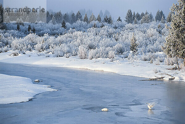 Trompeterschwäne (Cygnus buccinator) auf dem zugefrorenen Madison River im Yellowstone National Park  USA; Vereinigte Staaten von Amerika