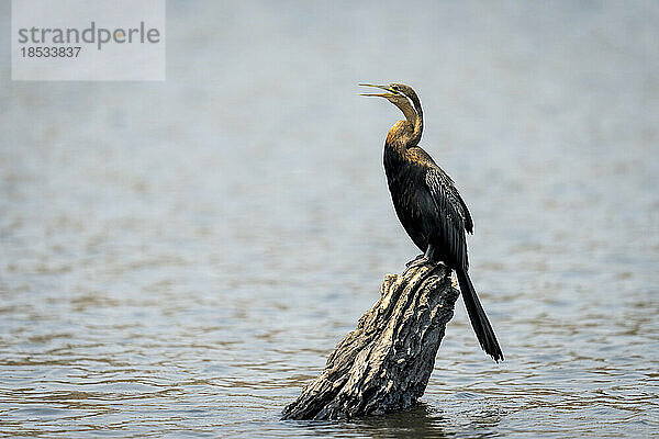 Afrikanische Schlangenhalsvogel (Anhinga rufa) im Fluss auf einem Baumstumpf  Chobe National Park; Chobe  Botswana