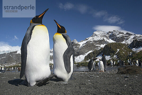 Königspinguine (Aptenodytes patagonicus) im Gold Harbour auf der Insel Südgeorgien; Insel Südgeorgien