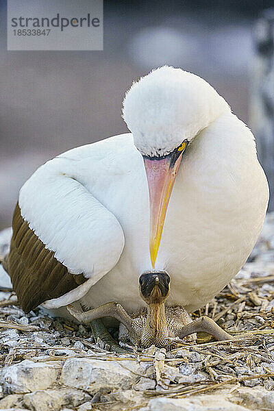 Nazca-Tölpel und Küken (Sula granti) bei Punta Suarez auf der Insel Espanola; Galapagos-Inseln  Ecuador