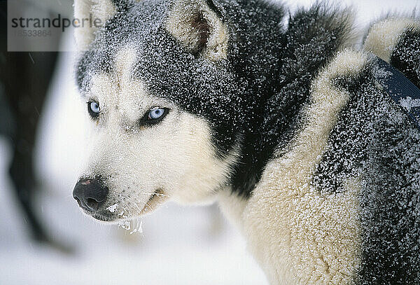 Nahaufnahme eines schneebedeckten Huskys (Canis lupus familiaris)  der darauf wartet  einen Musher zu einer Hundeschlittenfahrt am Mirror Lake in Lake Placid  New York  USA  mitzunehmen; Lake Placid  New York  Vereinigte Staaten von Amerika