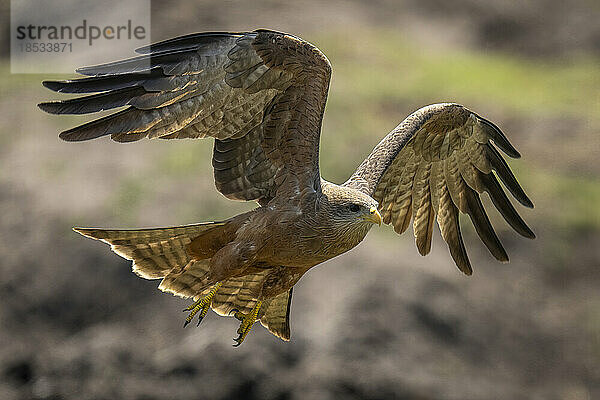 Gelbschnabelmilan (Milvus aegyptius parasitus) hebt die Flügel zur Landung im Chobe-Nationalpark; Chobe  Botsuana