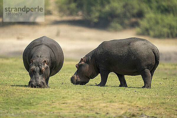 Zwei Flusspferde (Hippopotamus amphibius) grasen am Flussufer in der Nähe von Bäumen im Chobe-Nationalpark; Chobe  Botswana