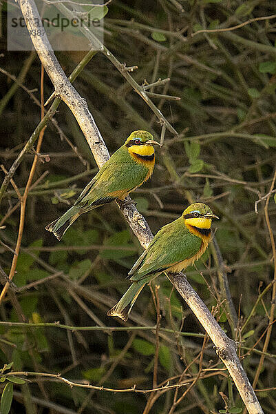 Zwei Zwergbienenfresser (Merops pusillus) beobachten die Kamera von einem Ast im Chobe-Nationalpark; Chobe  Botswana