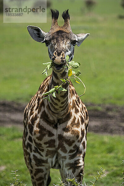 Junge Masai-Giraffe (Giraffa camelopardalis tippelskirchi) beim Fressen einer Pflanze im Serengeti-Nationalpark; Tansania