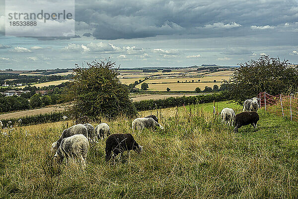 Landschaft und Ackerland in der Ferne mit Schafen (Ovis aries) auf einer Weide im Vordergrund in der Umgebung von Rockbourne  in der Nähe von Salisbury  unter einem stürmischen  grauen Himmel; Wiltshire  England