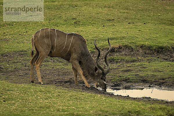 Männlicher Großer Kudu (Tragelaphus strepsiceros) steht starrend am Fluss im Chobe-Nationalpark; Chobe  Botswana