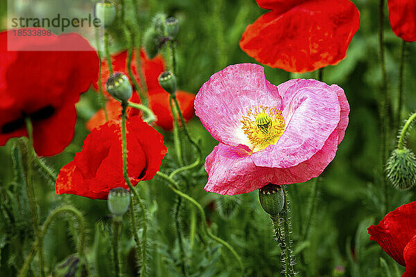 Nahaufnahme eines rosafarbenen Mohns zwischen roten Mohnblumen (Papaveroideae); Calgary  Alberta  Kanada