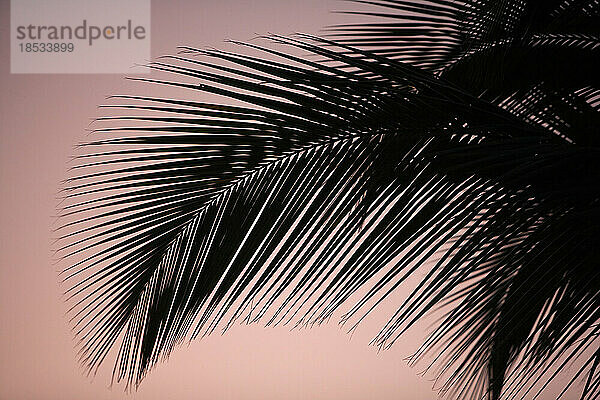 Nahaufnahme der Silhouette eines Palmwedels vor einem gedämpften rosa Himmel bei Sonnenuntergang; Wailea  Maui  Hawaii  Vereinigte Staaten von Amerika