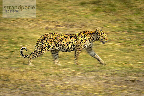 Langsamer Schwenk eines weiblichen Leoparden (Panthera pardus) beim Überqueren der Überschwemmungsgebiete im Chobe-Nationalpark; Chobe  Botswana