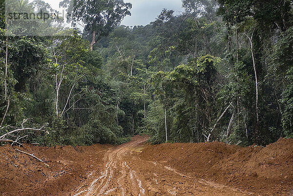 Stark bewaldetes Gebiet in der Region Nkollo in Kamerun. Die ungeteerten und unbefestigten Straßen haben große Pfützen mit stehendem Wasser  was den Transport oft erschwert; Nkollo  Bezirk Kribi  Kamerun