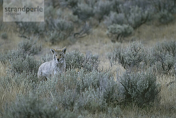 Kojote (Canis latrans) im Gebüsch im Hayden Valley  Yellowstone National Park  Wyoming  USA; Wyoming  Vereinigte Staaten von Amerika