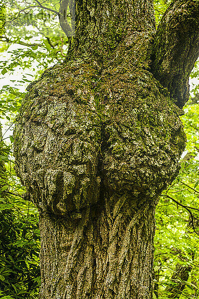 Knorriger Stamm der Tulpenpappel (Liriodendron tulipifera) mit Knollen  im Great Smoky Mountains National Park  Tennessee  USA; Tennessee  Vereinigte Staaten von Amerika