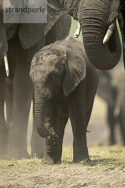 Ein kleiner afrikanischer Buschelefant (Loxodonta africana) steht zwischen anderen Tieren im Chobe-Nationalpark. Es hat graue  faltige Haut und kreuzt seine Hinterfüße; Chobe  Botswana