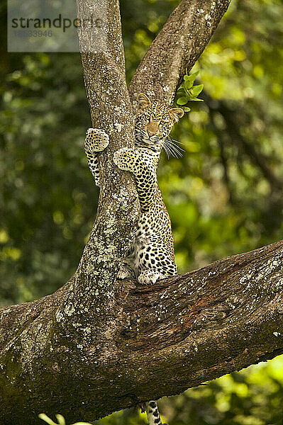 Junger weiblicher Leopard (Panthera pardus) auf einem Baum sitzend; Tansania