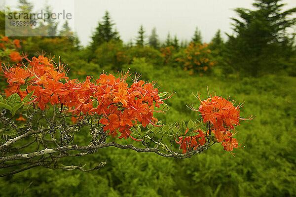 Blühende rote Azaleensträucher in der Nähe der Gregory Bald im Great Smoky Mountains National Park  Tennessee  USA; Tennessee  Vereinigte Staaten von Amerika