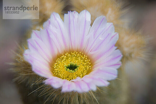 Nahaufnahme einer Kaktusblüte; Baja California  Mexiko