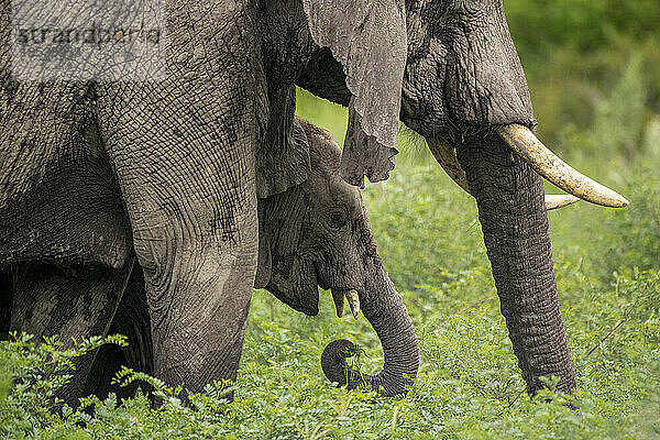 Elefantenweibchen (Loxodonta africana) und ihr Junges beim Fressen in den Ebenen des Okavango-Deltas; Okavango-Delta  Botsuana