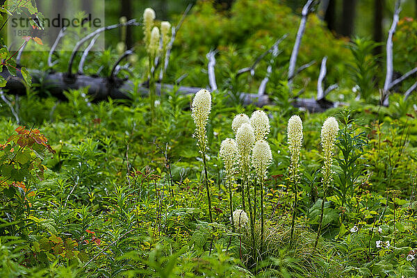 Gruppierung von Bärengras (Xerophyllum tenax) in einem üppig grünen Unterholz eines Waldes; Waterton  Alberta  Kanada