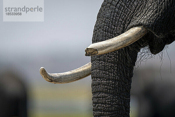 Nahaufnahme eines abgebrochenen Stoßzahns eines afrikanischen Elefanten (Loxodonta africana) im Chobe-Nationalpark; Chobe  Botsuana