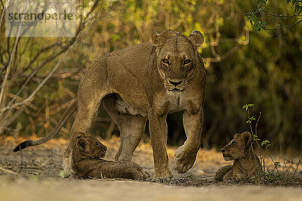 Löwin (Panthera leo) geht an zwei Jungtieren im Gebüsch im Chobe-Nationalpark vorbei; Chobe  Botswana