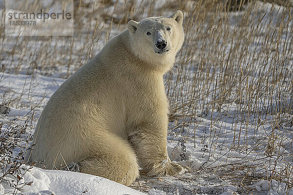 Porträt eines Eisbären (Ursus maritimus)  der im Schnee sitzt und in die Kamera schaut  an der Küste der Hudson Bay; Churchill  Manitoba  Kanada