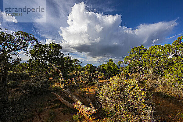 Landschaft des Colorado National Monument in der Nähe von Grand Junction  Colorado. Es ist ein erstaunlicher Ort mit rotem Fels und ein schönes Beispiel für Erosion bei der Arbeit; Colorado  Vereinigte Staaten von Amerika