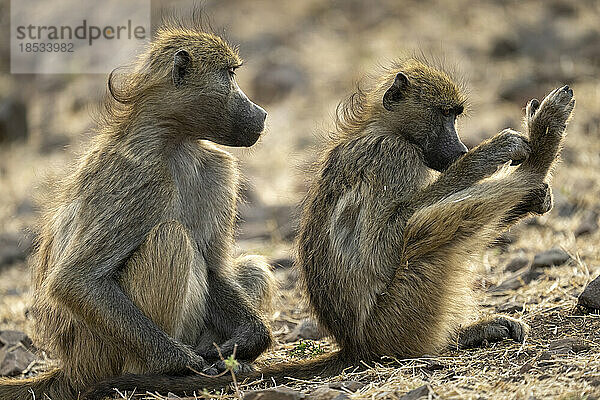 Nahaufnahme eines Chacma-Pavians (Papio ursinus)  der einen anderen im Chobe-Nationalpark beobachtet; Chobe  Botswana