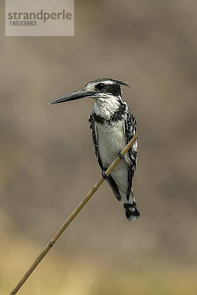 Graufischer (Ceryle rudis) zeigt Fanglicht auf dünnem Ast im Chobe-Nationalpark; Chobe  Botswana