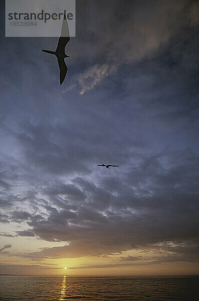 Vögel schweben in der Brise über dem Wasser bei Sonnenuntergang; Insel Fernandina  Galapagos-Inseln  Ecuador