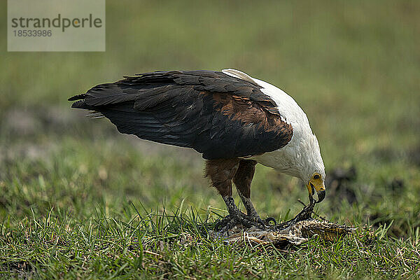 Afrikanischer Fischadler (Haliaeetus vocifer) bei der Fischfütterung im Chobe-Nationalpark; Chobe  Botswana