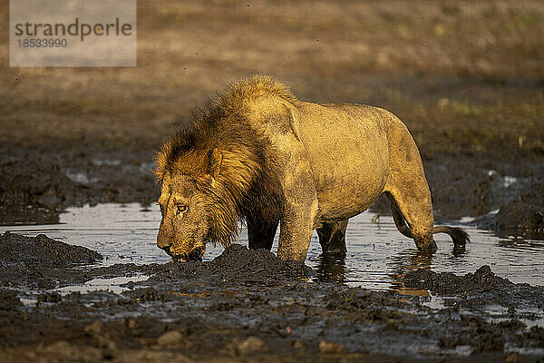 Männlicher Löwe (Panthera leo) trinkt aus einem schlammigen Wasserloch im Chobe-Nationalpark; Chobe  Botswana