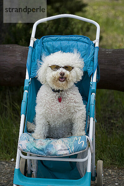 Weißer Hund mit Sonnenbrille  der in einem Kinderwagen sitzt; Wyoming  Vereinigte Staaten von Amerika