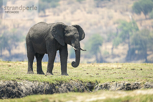 Afrikanischer Elefant (Loxodonta africana) steht auf einem Überschwemmungsgebiet und rollt den Rüssel  Chobe National Park; Chobe  Botswana