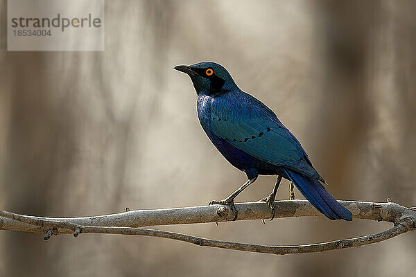 Blauohrstar (Lamprotornis chalybaeus) dreht den Kopf auf einem Ast im Chobe-Nationalpark; Chobe  Botswana