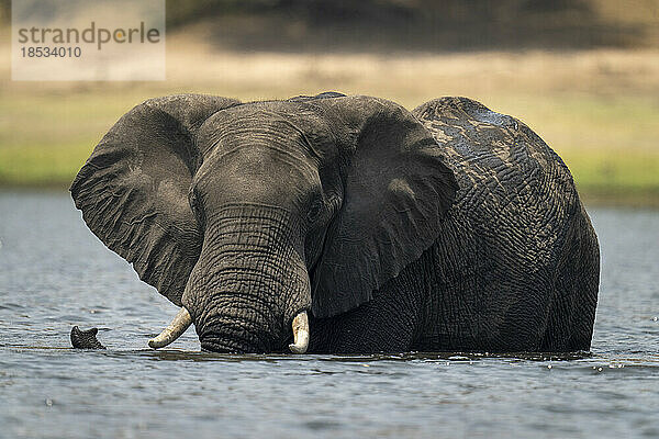 Afrikanischer Elefant (Loxodonta africana) steht im Fluss und beobachtet die Kamera  Chobe National Park; Chobe  Botswana