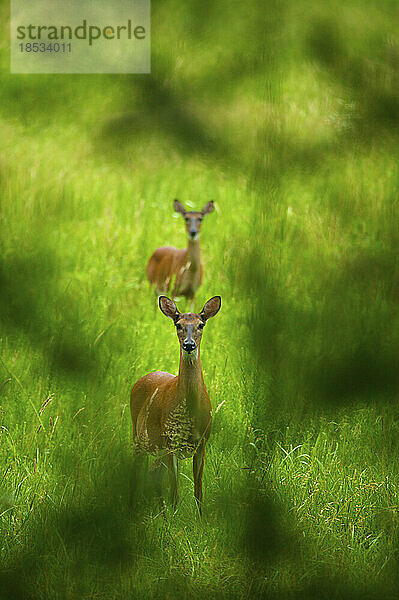 Weißwedelhirsch (Odocoileus virginianus) im Gras stehend  eingerahmt von Laub  in Cades Cove im Great Smoky Mountains National Park  Tennessee  USA; Tennessee  Vereinigte Staaten von Amerika