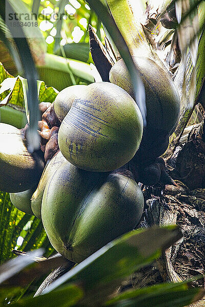 Unreife  exotische Früchte wachsen an einem Baum; Seychellen