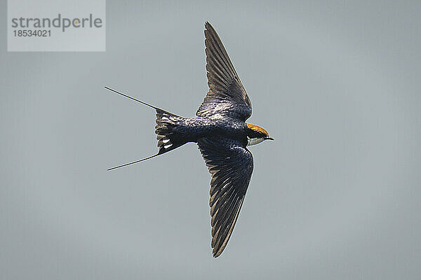 Drahtschwanzschwalbe (Hirundo smithii) gleitet durch den perfekt blauen Himmel im Chobe-Nationalpark; Chobe  Botswana